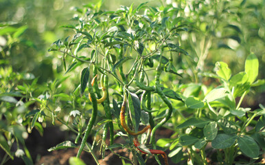 Photo of rotten chilies on the plant.