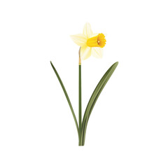 Single Yellow Daffodil Flower with Green Stem and Leaves on White Background