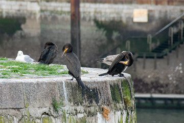 Cormoran venant se s&eacute;cher les ailes sur les quai du port de Calais