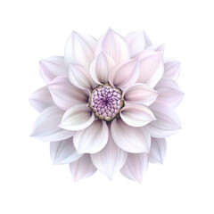 Fototapeta premium White Dahlia Flower with Purple Center