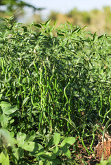 Photo of curly chili plants bearing abundant fruit.