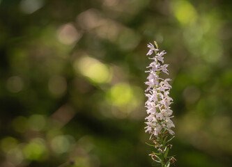 beauté de la nature en gros plan, orchidées sauvage, de façon artistique, sous un joli bokeh de sous bois