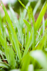 Photo of dew on grass.