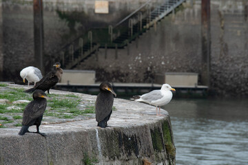 Cormoran venant se s&eacute;cher les ailes sur les quai du port de Calais