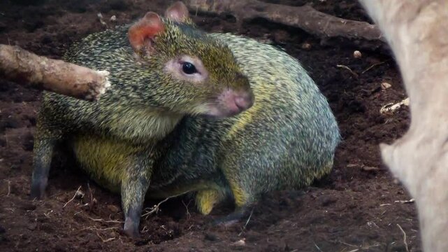 Red-rumped agouti (Dasyprocta leporina) resting and sniffing