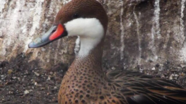 A pair of white-cheeked pintails (Anas bahamensis) walking around