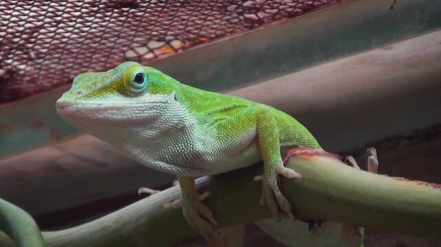 Green anole (Anolis carolinensis) in a terrarium