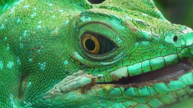Old male plumed basilisk (Basiliscus plumifrons) in the jungle, head close-up