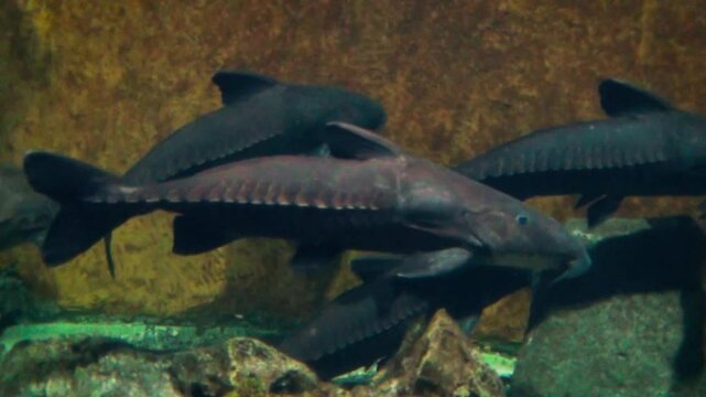 Ripsaw catfish (Oxydoras niger) in a dark tank