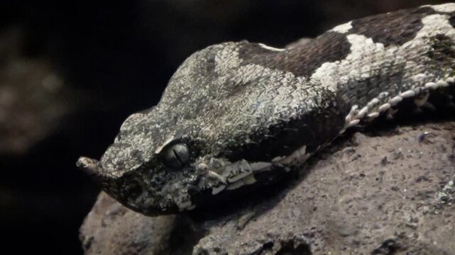 Horned viper (Vipera ammodytes) portrait, close-up
