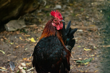 Black Copper Marans.