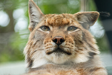  Lynx muzzle close up.