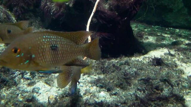 Pearl cichlids (Geophagus brasiliensis)