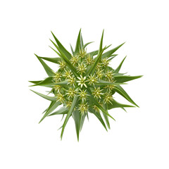 Fototapeta premium Abstract Green Flower with Spiky Leaves