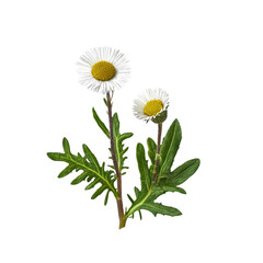 White Daisy Flowers with Green Stems and Leaves on White Background