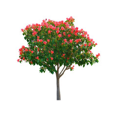Fototapeta premium Blooming Pink Tree Isolated on White Background