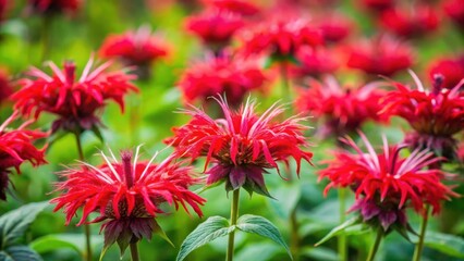 Vibrant red monarda didyma flowers standing out in a lush green summer garden