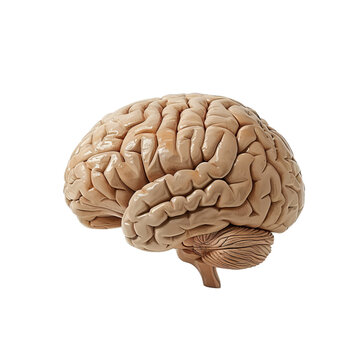 Realistic model human brain isolated on white background showing cerebrum, cerebellum, and brain stem