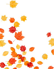 Fototapeta premium Falling leaves , Autumn season , yellow leaves PNG