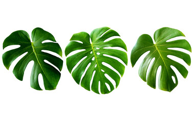 Top veiw, Bright fresh three monstera green leaf isolated on white background for stock photo or...