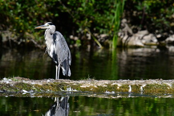 Grey heron ardea cinerea, Kilkenny, ireland