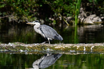 Grey heron ardea cinerea, Kilkenny, ireland