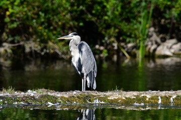 Grey heron ardea cinerea, Kilkenny, ireland