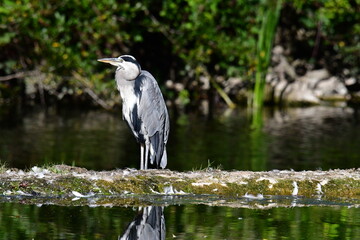 Grey heron ardea cinerea, Kilkenny, ireland