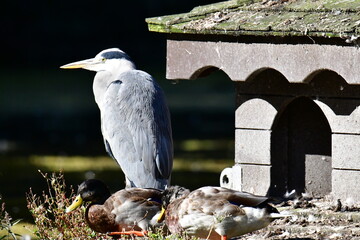 Grey heron ardea cinerea, Kilkenny, ireland