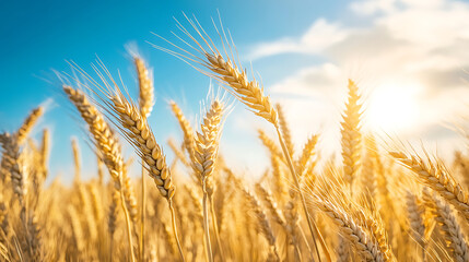 Fototapeta premium Golden wheat fields swaying in the warm summer breeze under a bright blue sky