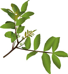 Brazilian Rose Tree royalt