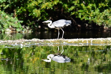 Grey heron ardea cinerea, Kilkenny, ireland