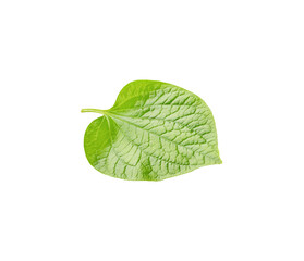 Green betel leaf transparent png