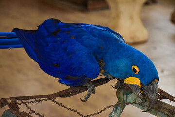 Close-up portrait of a blue hyacinth macaw chewing on wood (Anodorhynchus hyacinthinus) © Suphattra