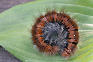 Macrothylacia rubi Caterpillar