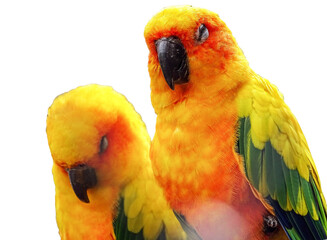 Two Sun conure parrots (Aratinga solstitialis) isolated