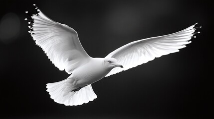 Obraz premium seagull flying over the sea with wings extended, soaring through the coastal air, a symbol of freedom and graceful wildlife in motion against the backdrop of the open sky