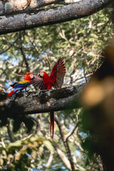 scarlet macaw birds parrot animal Costa Rica