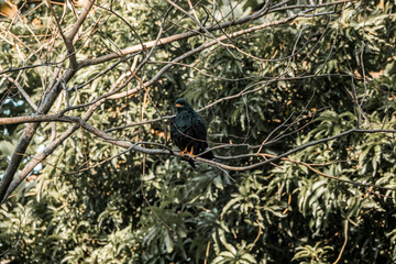 black hawk bird of prey