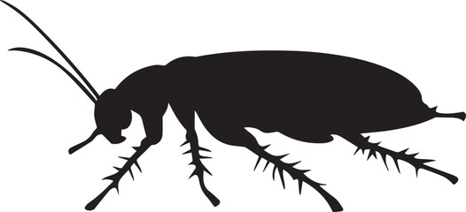 cockroach isolated on white