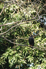 black hawk bird of prey