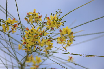 close up of flowers of jerusalem thorn against blue sky