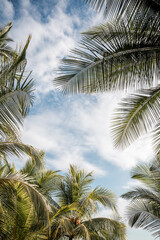 palm tree pretty Costa Rica 