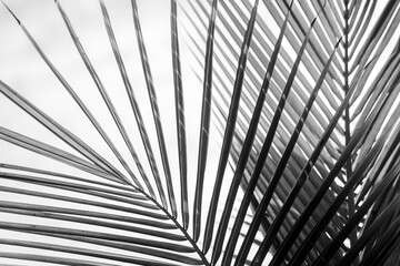 Obraz premium palm tree pretty Costa Rica 