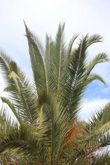 date palm tree leaves against blue sky
