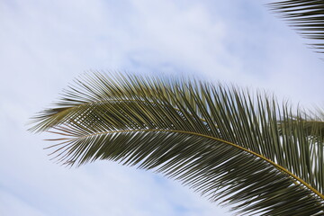 date palm tree leaves against blue sky