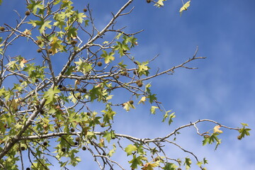 oriental sweetgum tree (Liquidambar orientalis) with seed pods