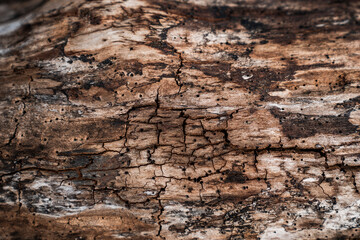 wood bark texture grunge old nature 