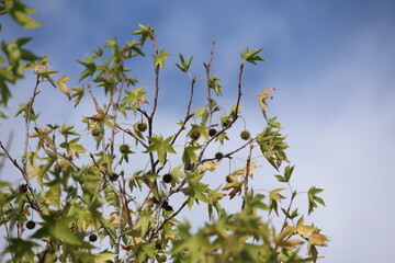 oriental sweetgum tree (Liquidambar orientalis) with seed pods