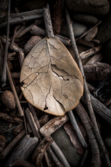 wood bark texture grunge old nature 